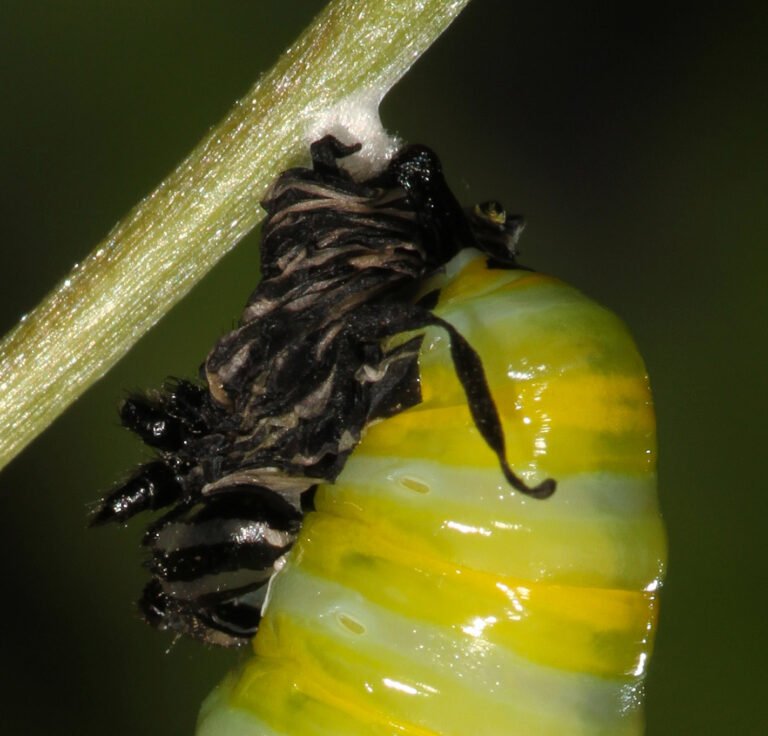 My Caterpillar Fell While Forming a Chrysalis – What Can I Do?