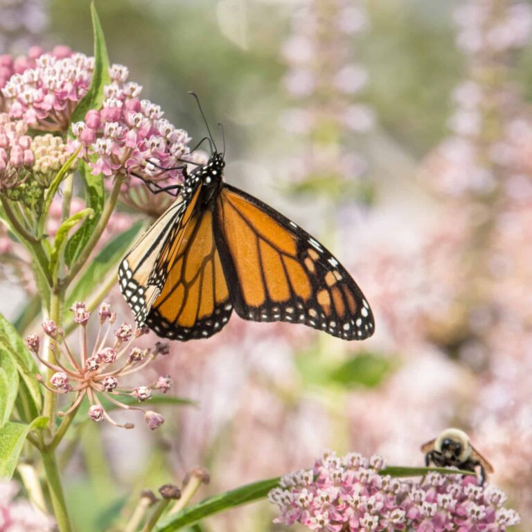 Why Would I Need Multiple Milkweed Species?