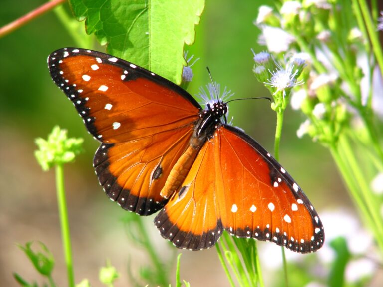 The Queen Butterfly: An Intricate Dance with Its Larval Host Plant