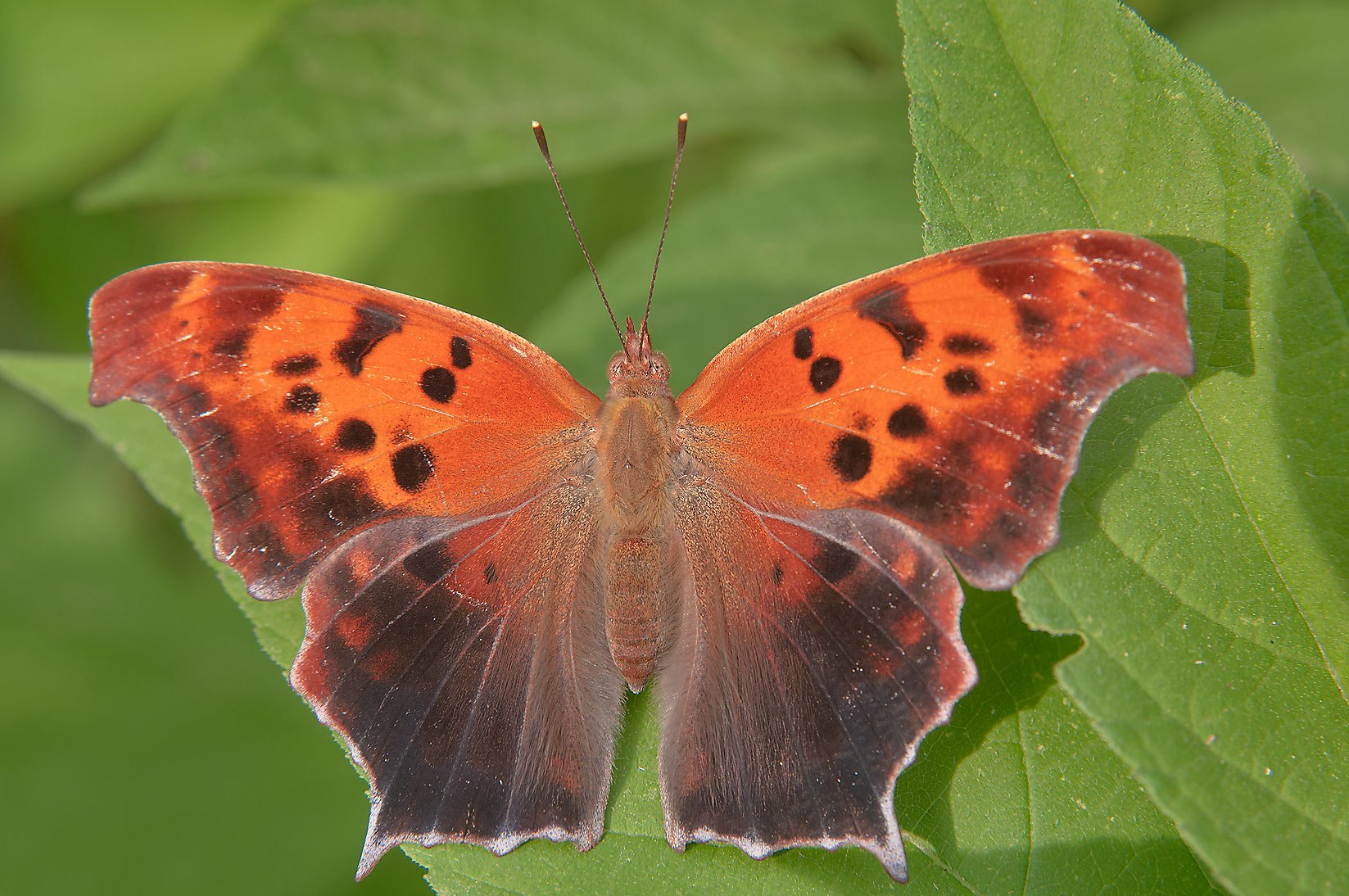 Question Mark Butterfly