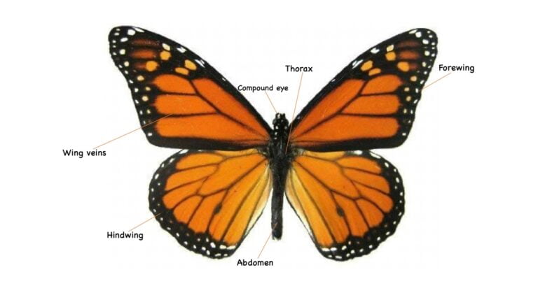 How to Draw a Butterfly Easily!