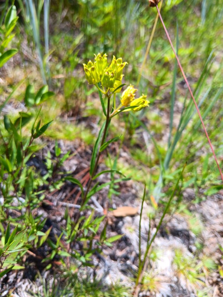 Savannah Milkweed (Asclepias pedicellata): An Overview
