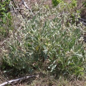 10 Florida-Native Sandhill Lupine Seeds (Lupinus cumulicola) for U.S. Southeast