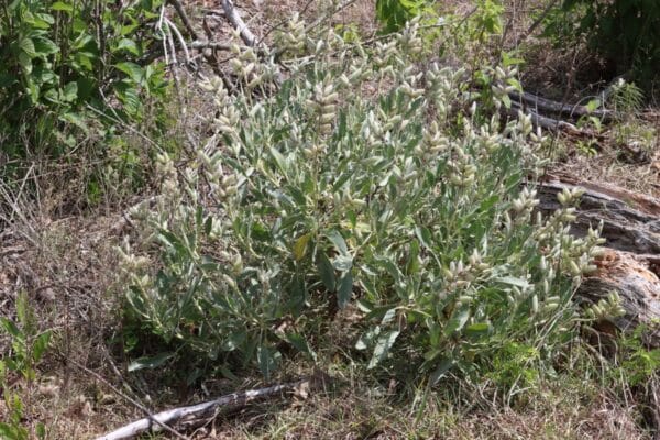 10 Florida-Native Sandhill Lupine Seeds (Lupinus cumulicola) for U.S. Southeast