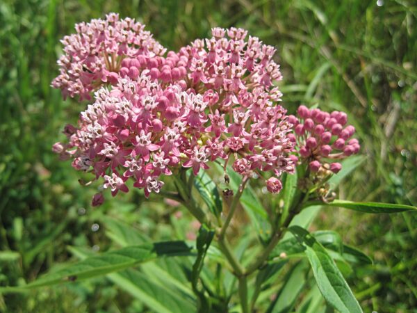Swamp Milkweed Seed 3-Pack (Asclepias Incarnata) for North America - Image 2