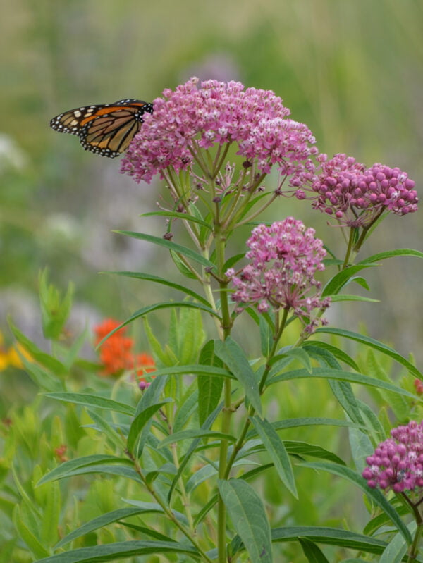 Milkweed 3-Pack for Wetland & Meadow Restoration (A. perennis, A. tuberosa, A. incarnata) - Image 4