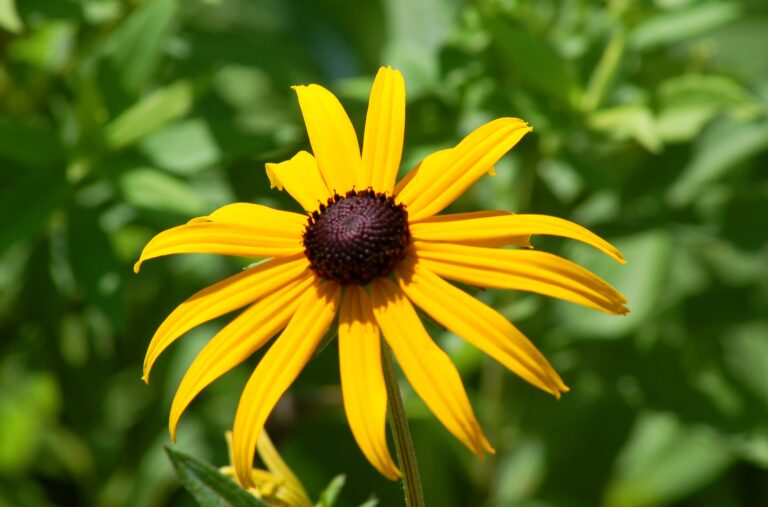 Black-Eyed Susan: A Queen Among Flowers