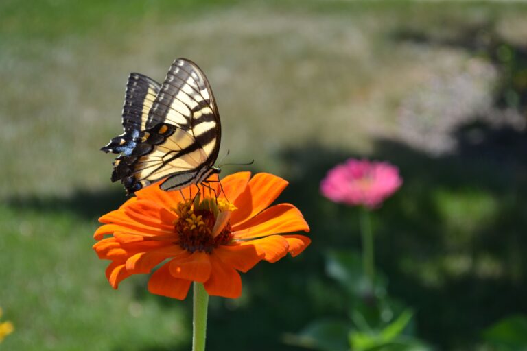 The Zinnia: A Vibrant Attractor in North American Butterfly Gardens