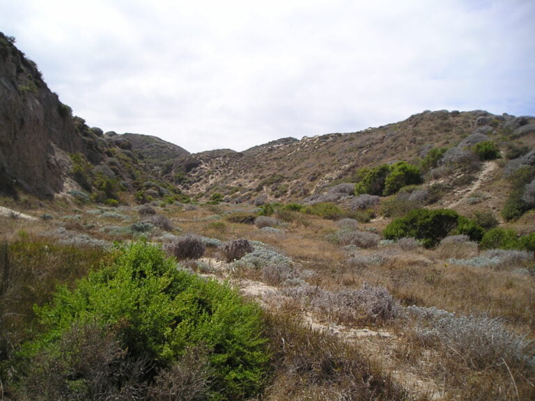 Butterfly Friendly Plants of the California Chaparral