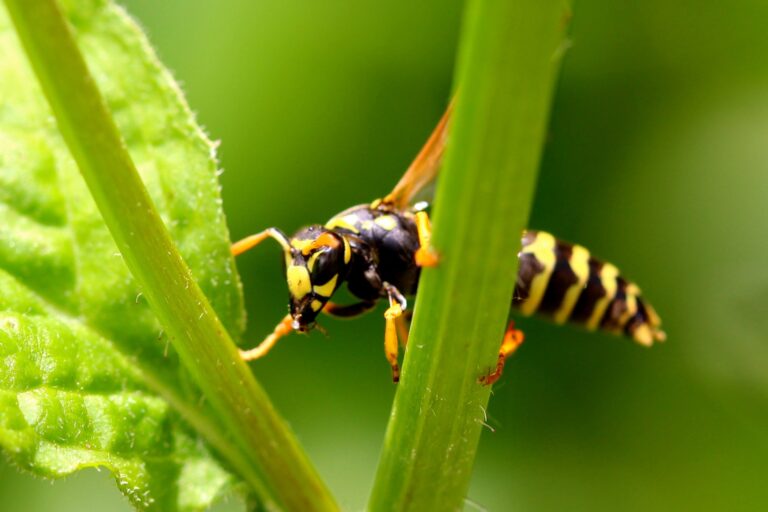 What Eats Monarch Caterpillars?