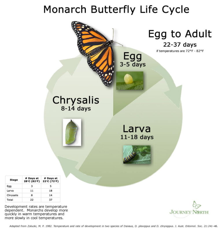 Monarch Butterfly Lifecycle Timeline