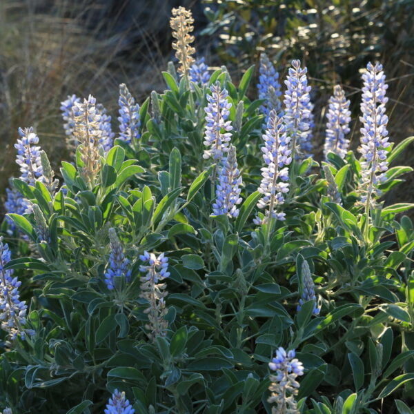 10 Florida-Native Skyblue Lupine Seeds (Lupinus diffusus) for U.S. Southeast - Image 2