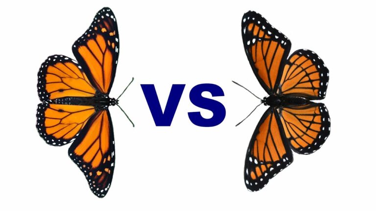 Butterfly Heavyweight Champion Showdown: The Monarch vs. The Viceroy