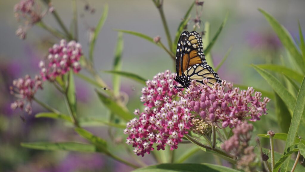 25 Florida-Native Swamp Milkweed Seeds (Asclepias Incarnata) for 2024 - Free Shipping