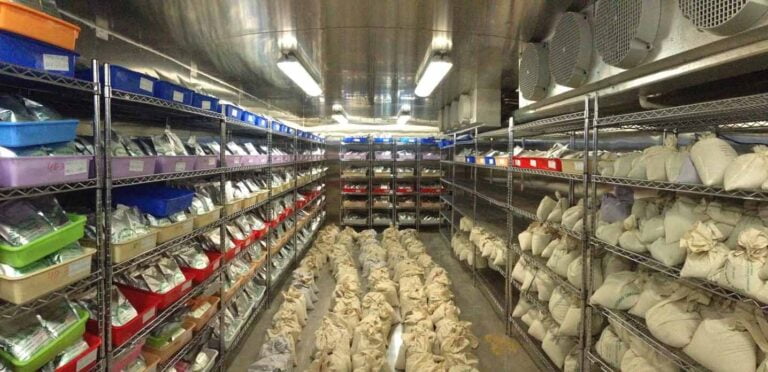 How Should I Store Milkweed Seeds?