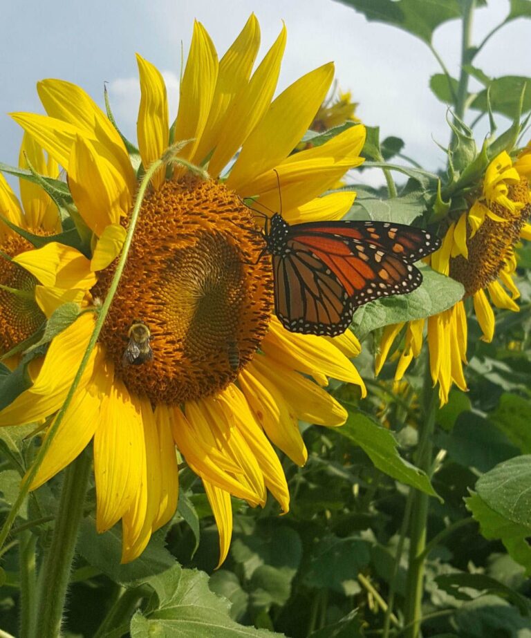 Common Sunflower: A Beacon for Butterflies