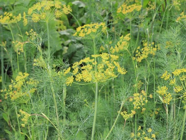 500 Bouquet Dill Seeds for North America - Black Swallowtail - Image 3