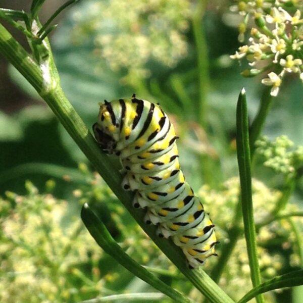500 Bouquet Dill Seeds for North America - Black Swallowtail - Image 9