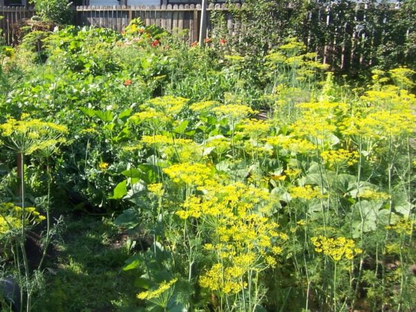 500 Bouquet Dill Seeds for North America - Black Swallowtail - Image 5