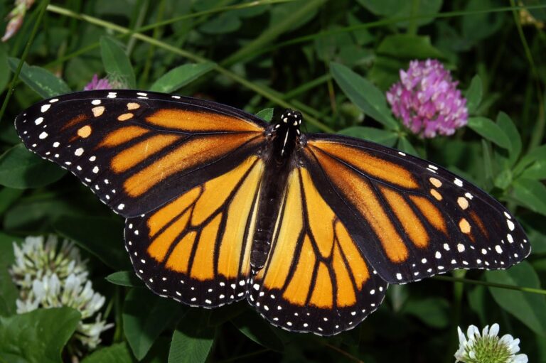 What Color is a Monarch Butterfly?