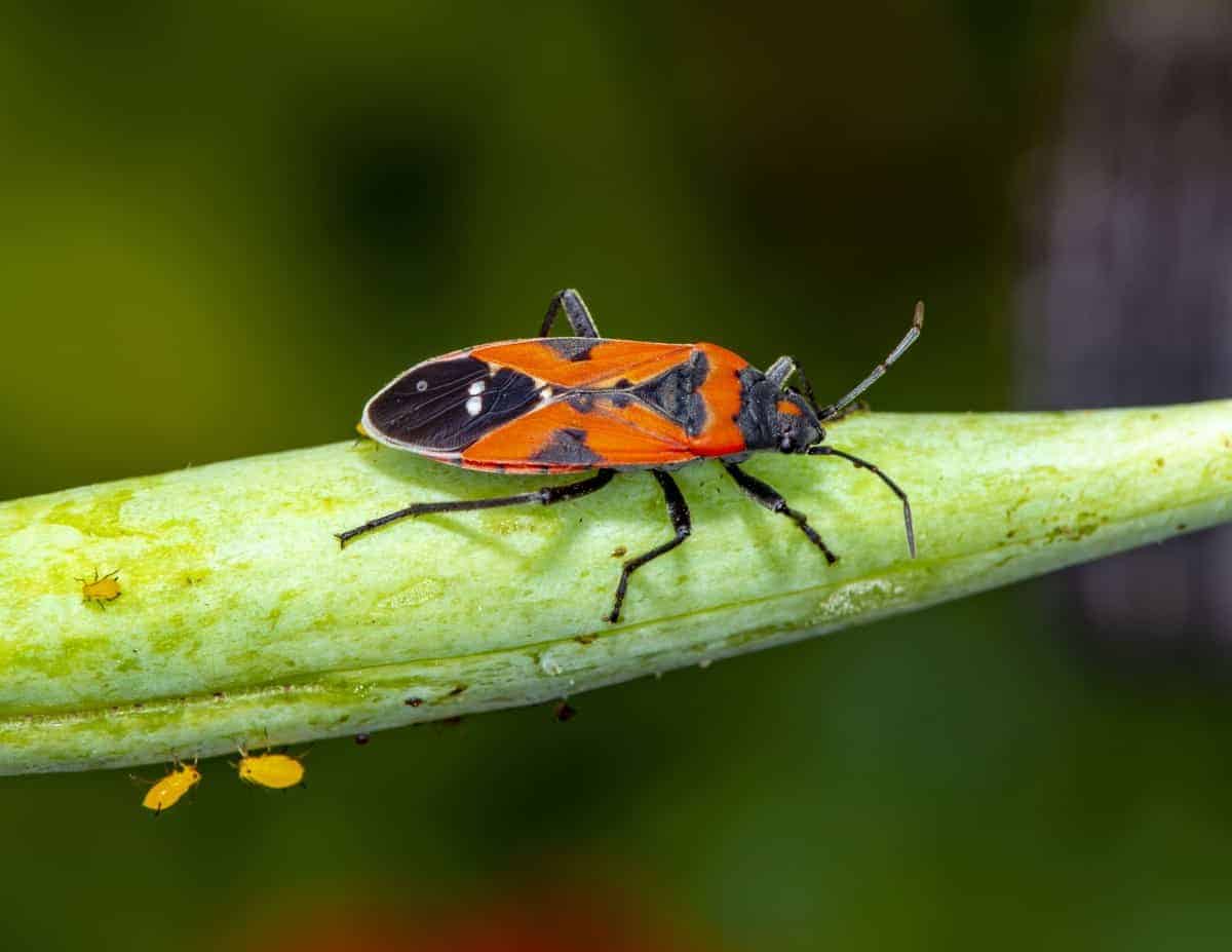 What are the Orange and Black Bugs on My Milkweed? Johnny Butterflyseed