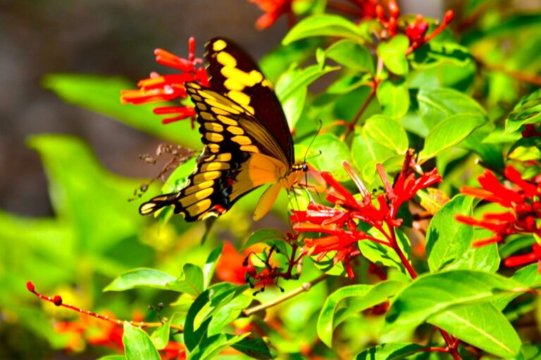 What Are Butterfly Nectar Plants?