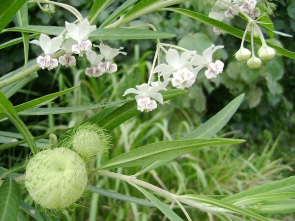 20 Hairy Balls Milkweed Seeds (Asclepias physocarpa) for U.S. & Mexico - Image 2
