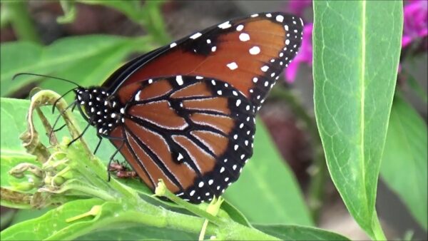 20 Hairy Balls Milkweed Seeds (Asclepias physocarpa) for U.S. & Mexico - Image 4