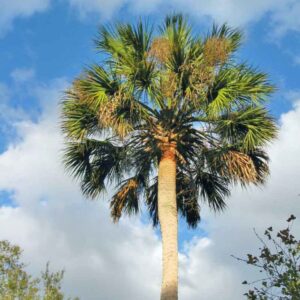 50 Florida-Native Cabbage Palm Seeds (Sabal palmetto) - State Tree of Florida