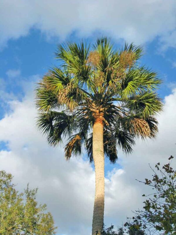 50 Florida-Native Cabbage Palm Seeds (Sabal palmetto) - State Tree of Florida
