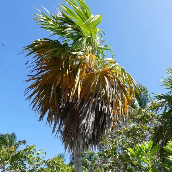 50 Florida-Native Cabbage Palm Seeds (Sabal palmetto) - State Tree of Florida - Image 3