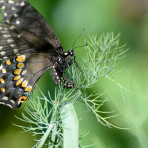 500 Bouquet Dill Seeds for North America - Black Swallowtail