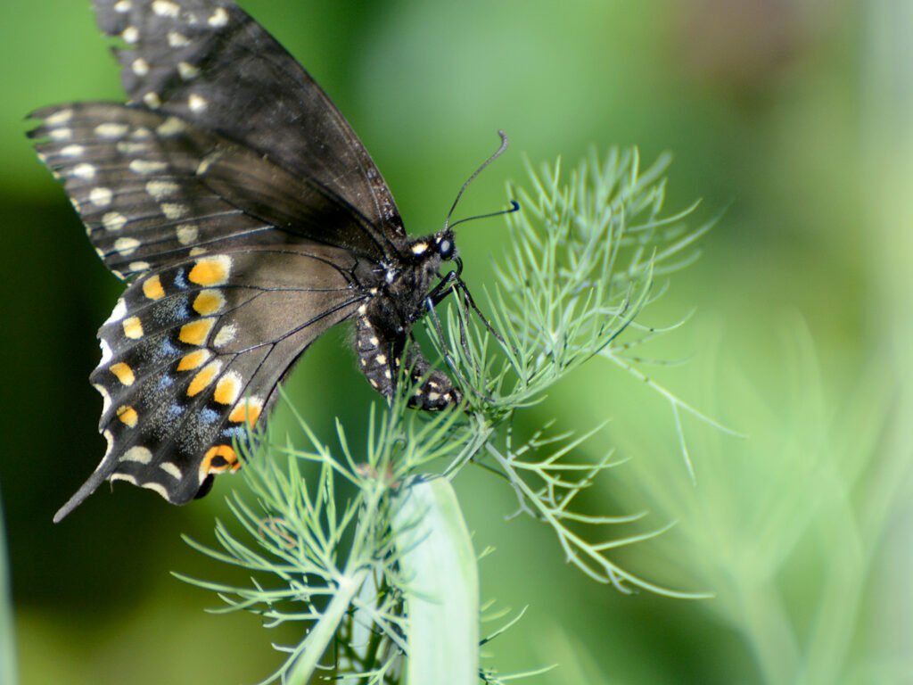 500 Bouquet Dill Seeds for North America - Black Swallowtail