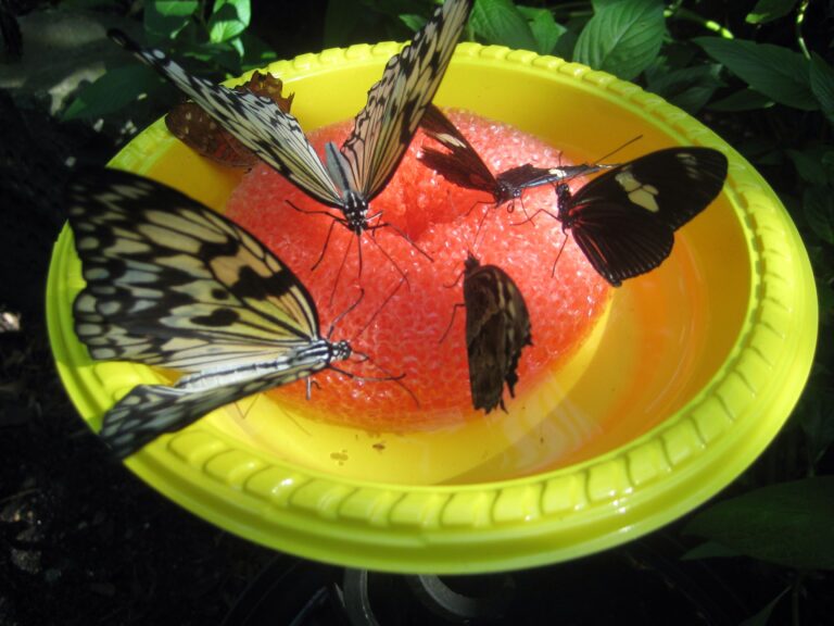 Making Butterfly Nectar: A Recipe and Comparison with Hummingbird Nectar