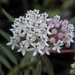 50 Aquatic Milkweed Seeds (Asclepias perennis) White Swamp Milkweed for U.S. Southeast and Midwest