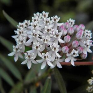 20 Florida-Native Aquatic Milkweed Seeds (Asclepias perennis) for U.S. Southeast - Free Shipping