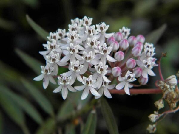 50 Aquatic Milkweed Seeds (Asclepias perennis) White Swamp Milkweed for U.S. Southeast and Midwest