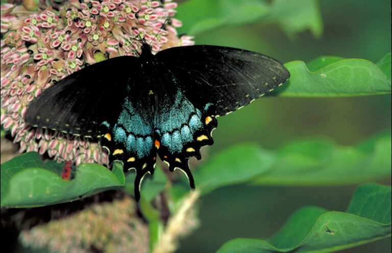 The Spicebush Swallowtail: A North American Marvel
