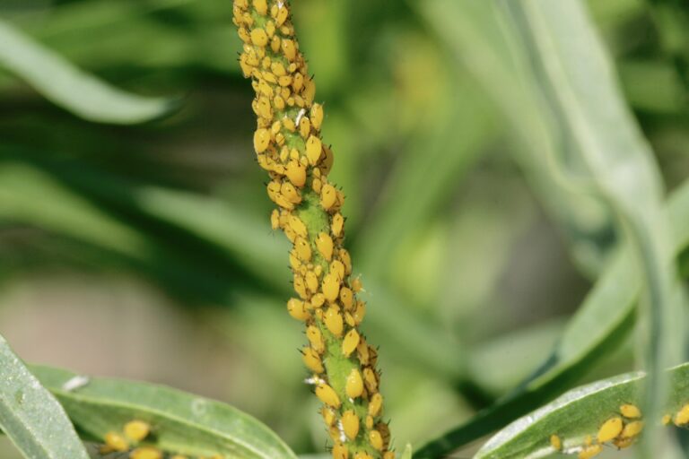 What are the Yellow Bugs on My Milkweed Plants?