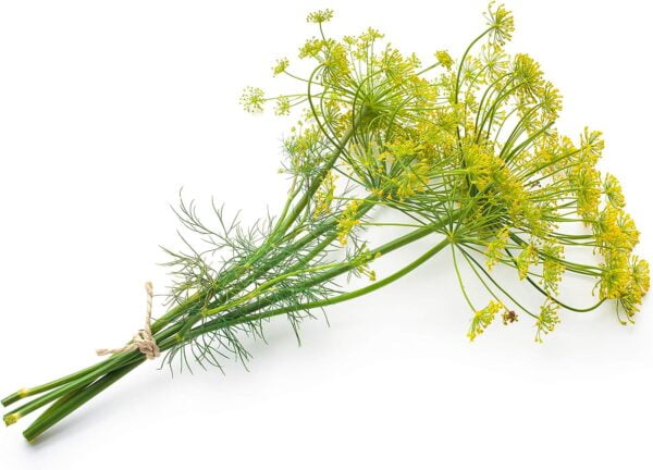 500 Bouquet Dill Seeds for North America - Black Swallowtail - Image 10