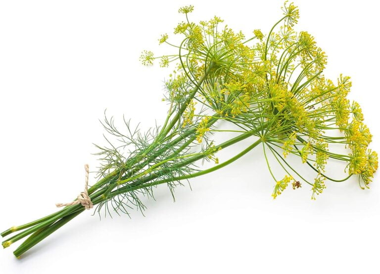 Germinating Dill Seeds: A Step-by-Step Guide