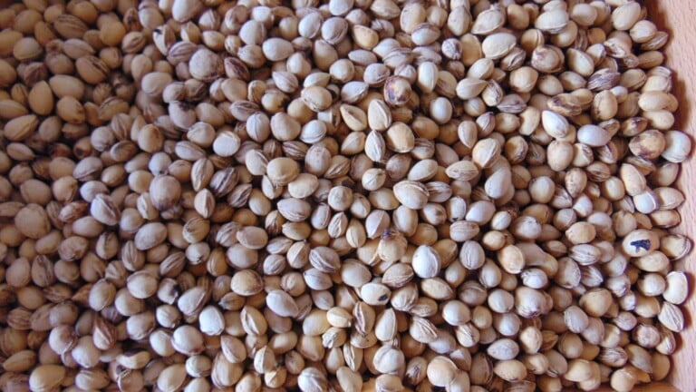 Hard or Dormant Seeds