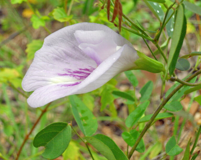 The Sweet-Scented Pigeonwings (Clitoria fragrans) of Florida’s Lake Wales Ridge