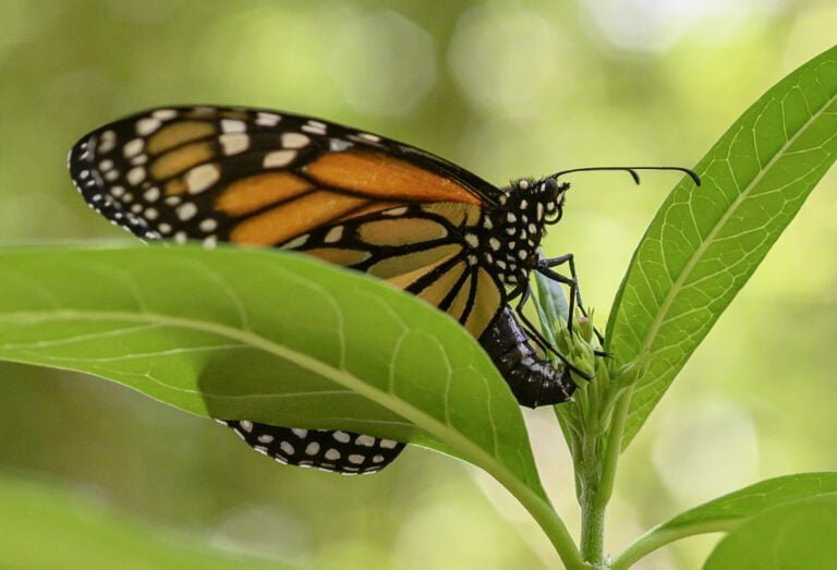 How Many Eggs Can a Monarch Butterfly Lay?