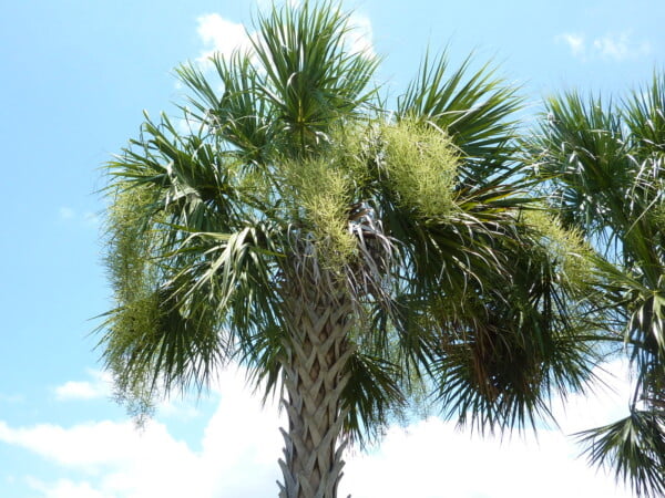 50 Florida-Native Cabbage Palm Seeds (Sabal palmetto) - State Tree of Florida - Image 2
