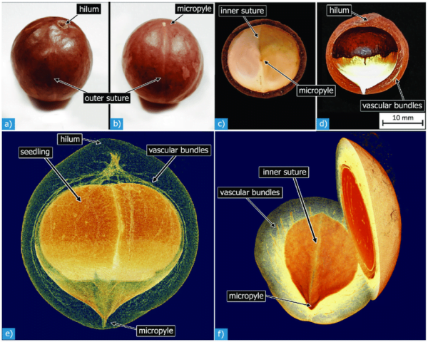 50 Florida-Native Cabbage Palm Seeds (Sabal palmetto) - State Tree of Florida - Image 8