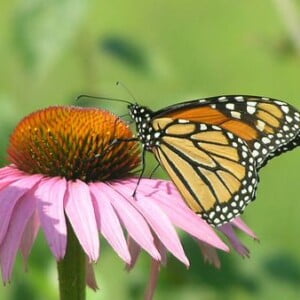 50 Purple Coneflower Seeds (Echinacea purpurea) for North America