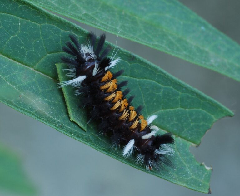 The Milkweed Tussock Moth: A Fuzzy Forager of the Milkweed Plant