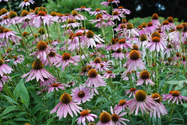 Brewing Echinacea Tea from Purple Coneflowers: A Nod to Native American Wisdom