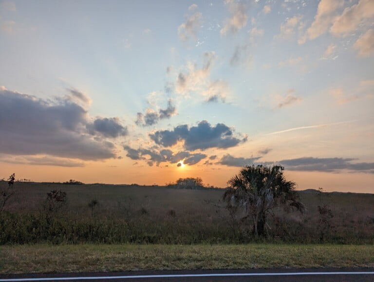 Florida Native Palm Trees: Unsung Heroes for Butterfly and Moth Larvae